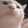 catjamowo